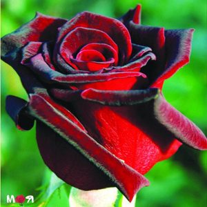 Черная Магия роза