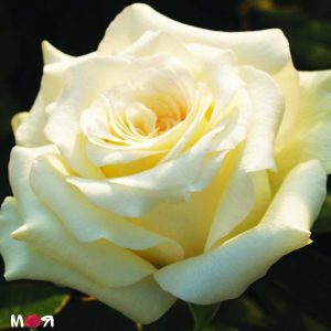 Жан Морро роза