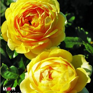 Марселис Борг роза