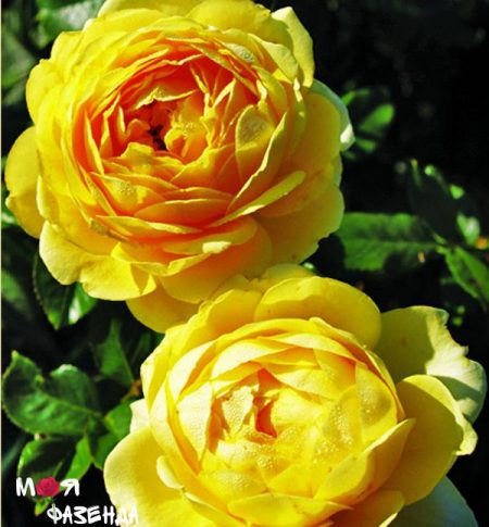 Марселис Борг роза