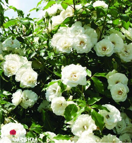 new-dawn-white rose